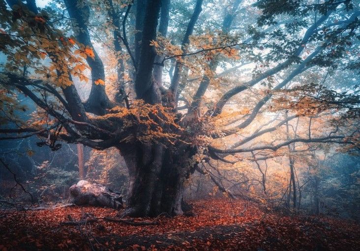 Fototapete Natur Wald Baum mit Herbstblättern aus Berlin kaufen