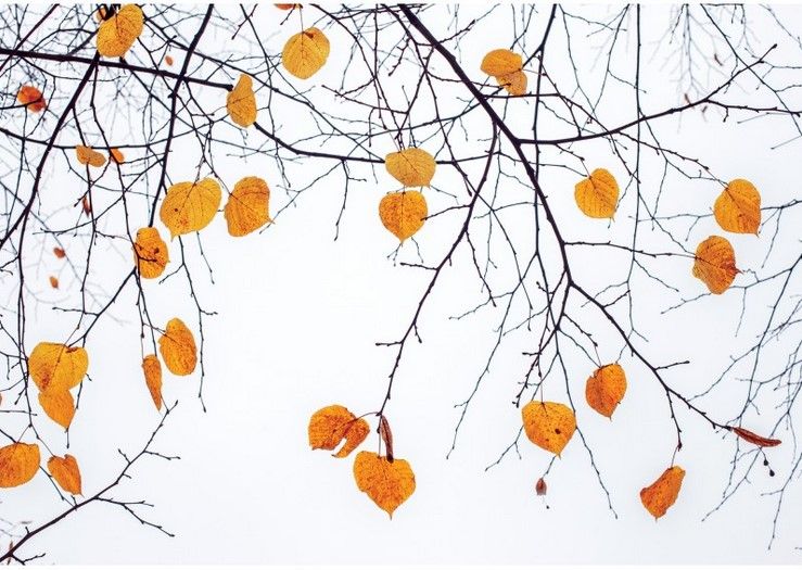 Fototapete Natur Baum mit Herbstblättern aus Berlin kaufen